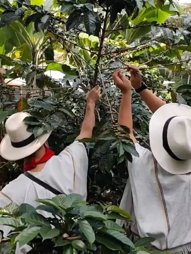 Dos visitantes recogiendo cerezas de café maduras entre los cafetos